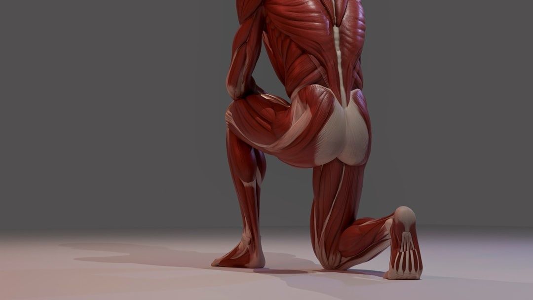 Anatomisk illustration av en person i utfallsposition, sedd bakifrån